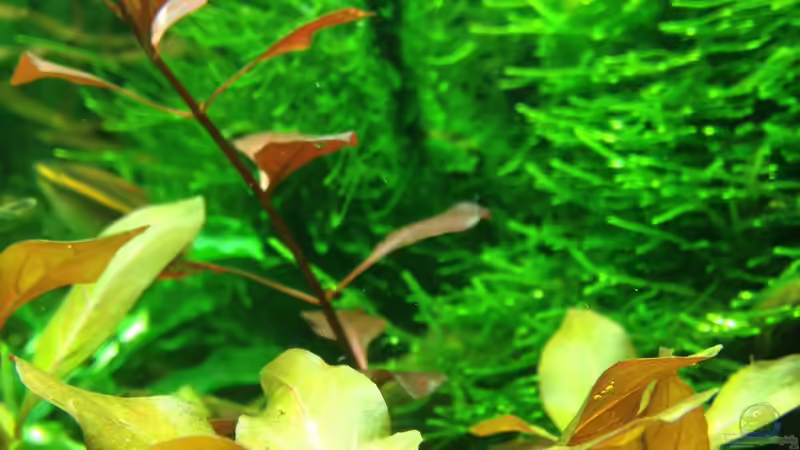 Aquarium Lido 200 von frankHH (18)