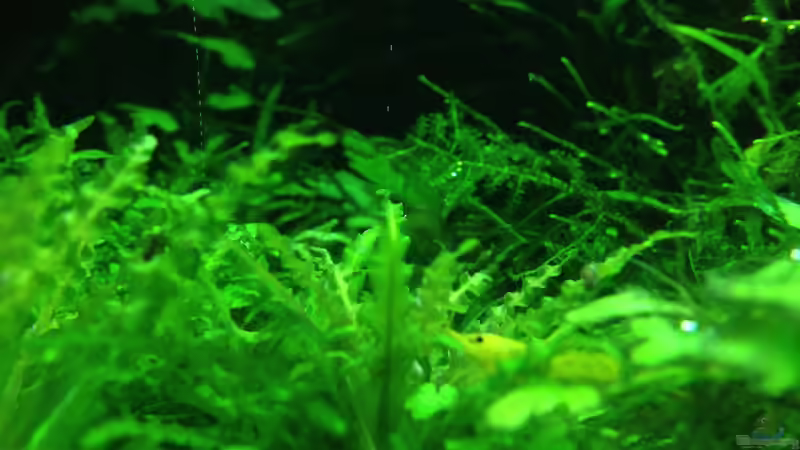 Aquarium Lido 200 von frankHH (19)