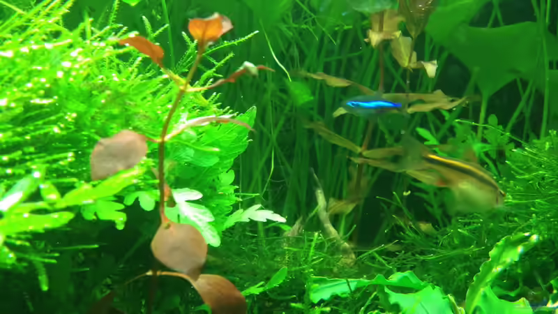 Aquarium Lido 200 von frankHH (20)