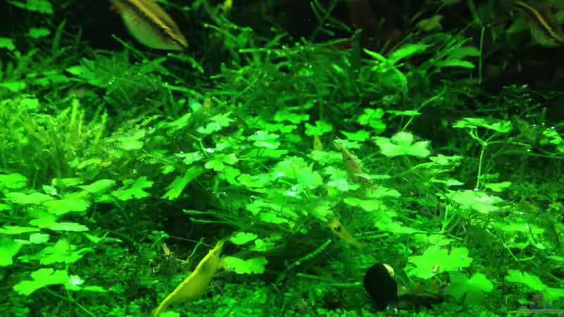 Aquarium Lido 200 von frankHH (22)