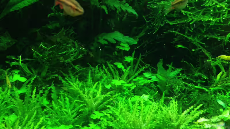 Aquarium Lido 200 von frankHH (23)