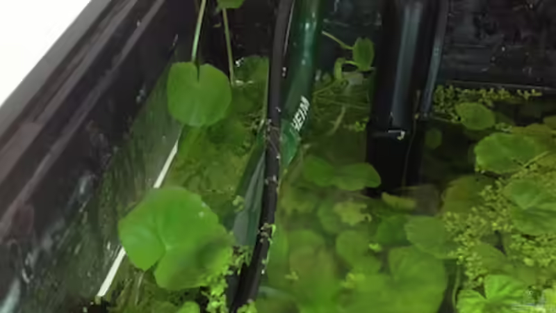 Aquarium Lido 200 von frankHH (24)