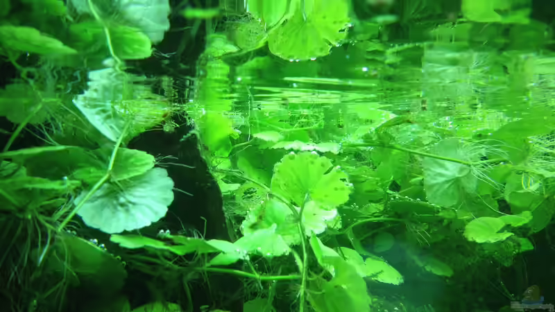 Aquarium Lido 200 von frankHH (26)