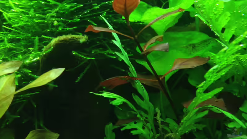 Aquarium Lido 200 von frankHH (27)