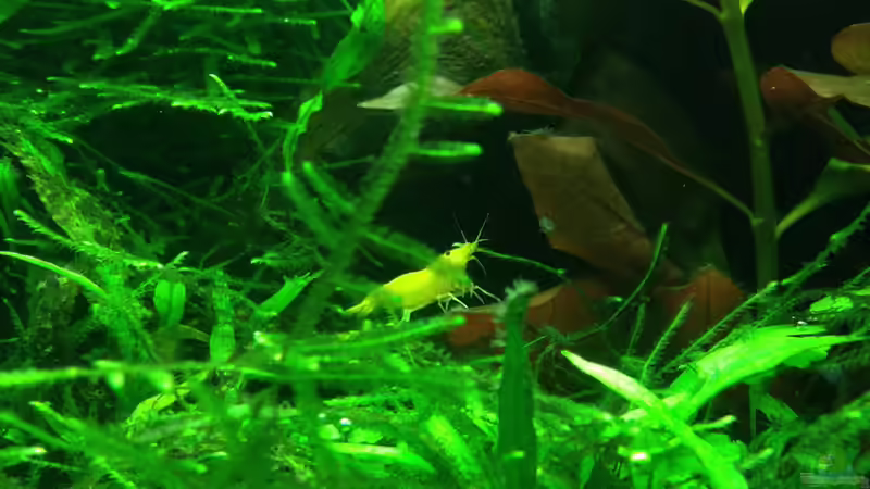 Aquarium Lido 200 von frankHH (28)