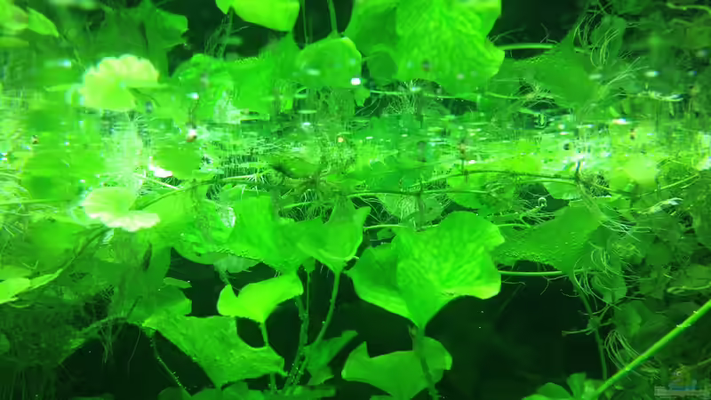 Aquarium Lido 200 von frankHH (29)