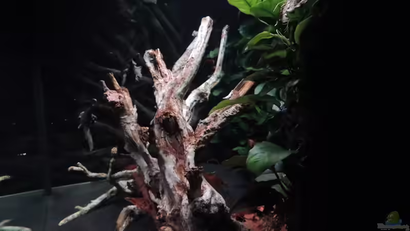 Aquarium Lido 200 von K.S. (10)