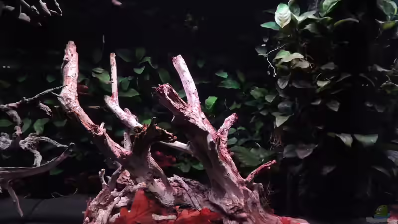 Aquarium Lido 200 von K.S. (11)