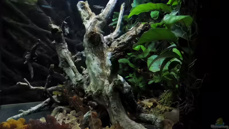 Aquarium Lido 200 von K.S. (4)