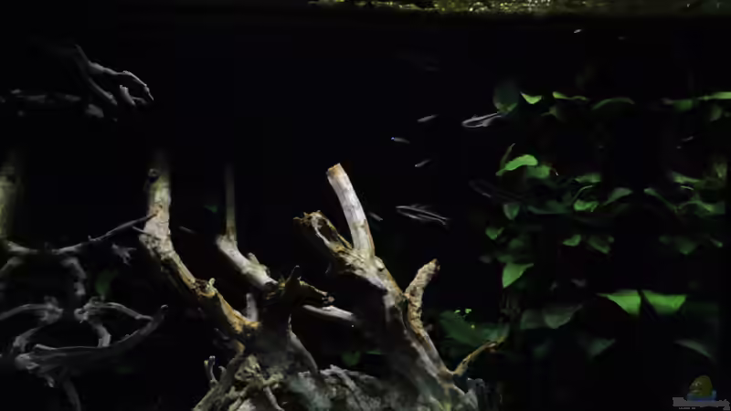 Aquarium Lido 200 von K.S. (6)