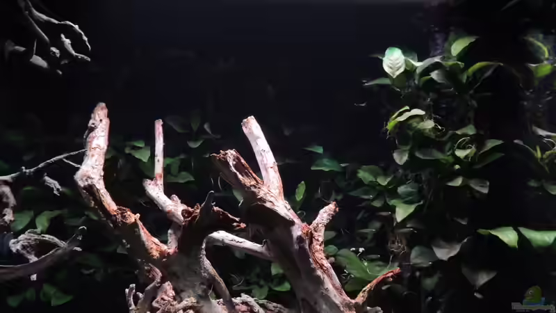 Aquarium Lido 200 von K.S. (8)