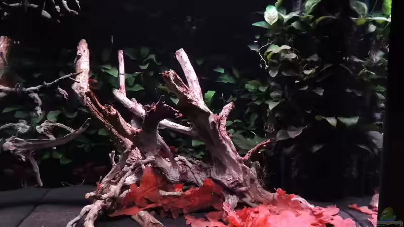 Aquarium Lido 200 von K.S. (9)