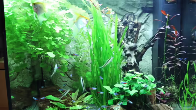 Aquarium Lido 200 von spektukal (2)