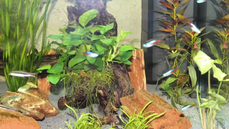 Aquarium Lido 200 von spektukal (4)