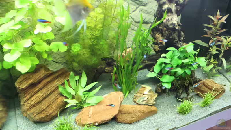 Aquarium Lido 200 von spektukal (5)