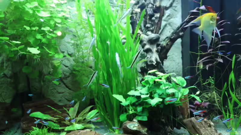 Aquarium Lido 200 von spektukal (6)