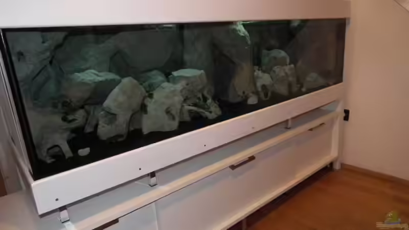 Aquarium lil tanga AUFGELÖST von rayskin (5)