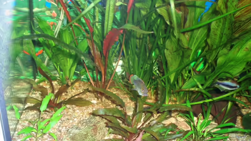 Aquarium linke Seite 29.11.09 von ~Marco~ (7)