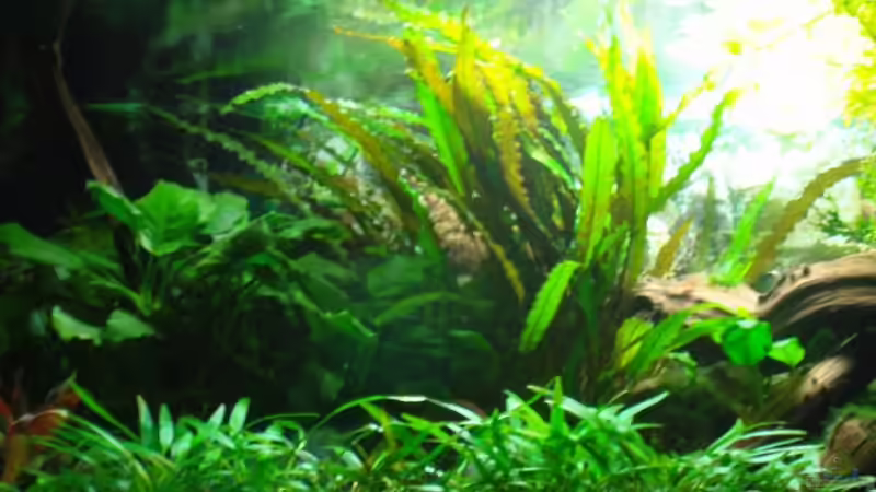 Aquarium linke Seite von Aquarienfreund44 (3)