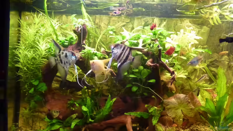 Aquarium linke Seite von gbroker (3)