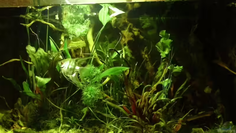 Aquarium links von Fat Tony (2)