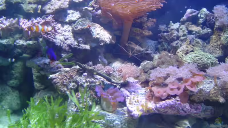 Aquarium links von Joachim Gasser (3)