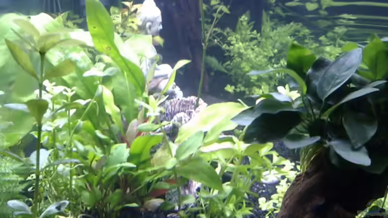 Aquarium links von Migaloo (4)