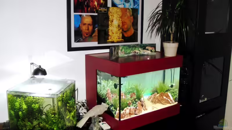 Aquarium Little Asia von Bjarke (2)