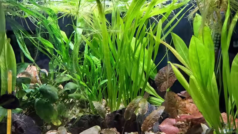 Aquarium Little Betta jungle von okefenokee (2)