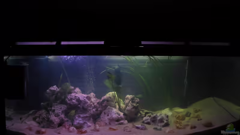 Aquarium Little Big Lake Tanganjika von Locke1992 (4)