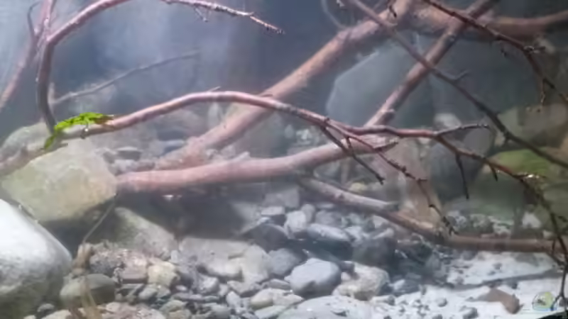 Aquarium Little creek von DerImperator (10)