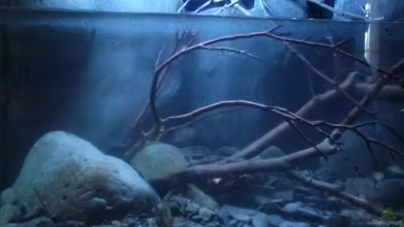 Aquarium Little creek von DerImperator (8)