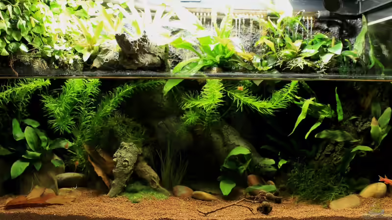 Aquarium little dark african von die Perle... (2)