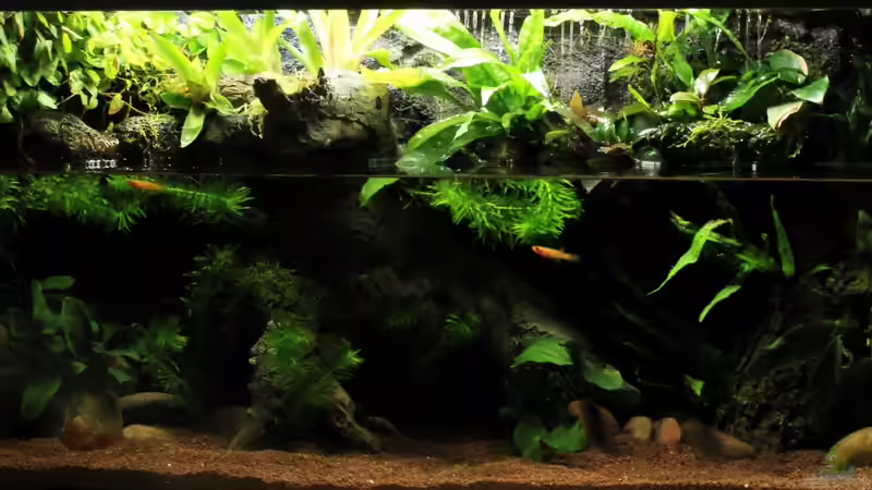 Aquarium little dark african von die Perle... (3)