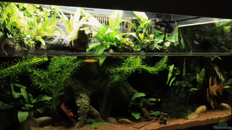 Aquarium little dark african von die Perle... (5)