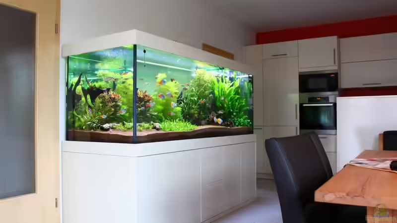 Aquarium Little Dream von Schmausi (2)