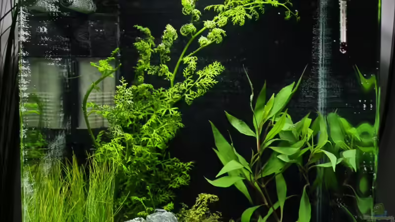 Aquarium Little Fire Forest von Vincent73 (2)