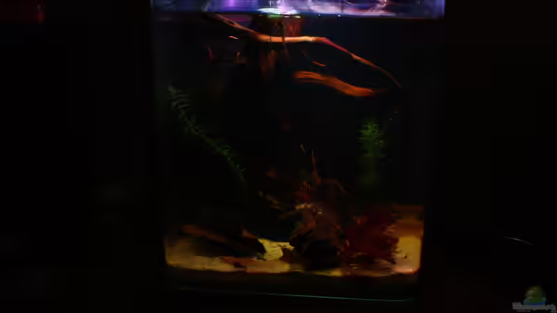 Aquarium Little fire von Koehler (2)