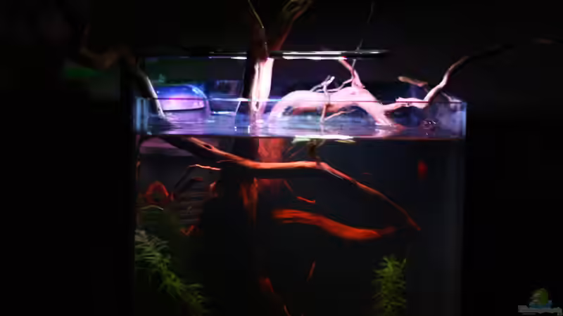 Aquarium Little fire von Koehler (3)