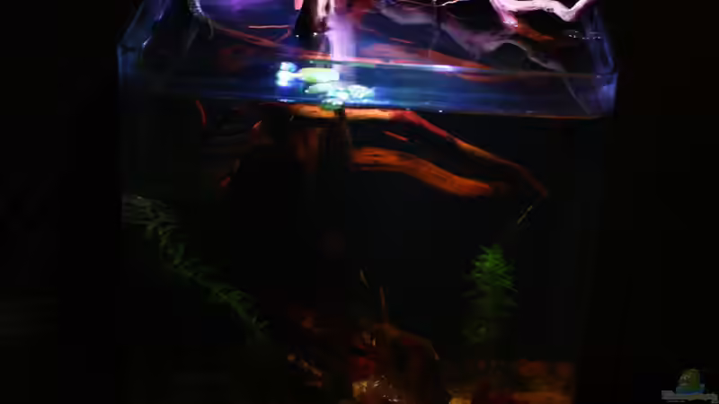 Aquarium Little fire von Koehler (4)