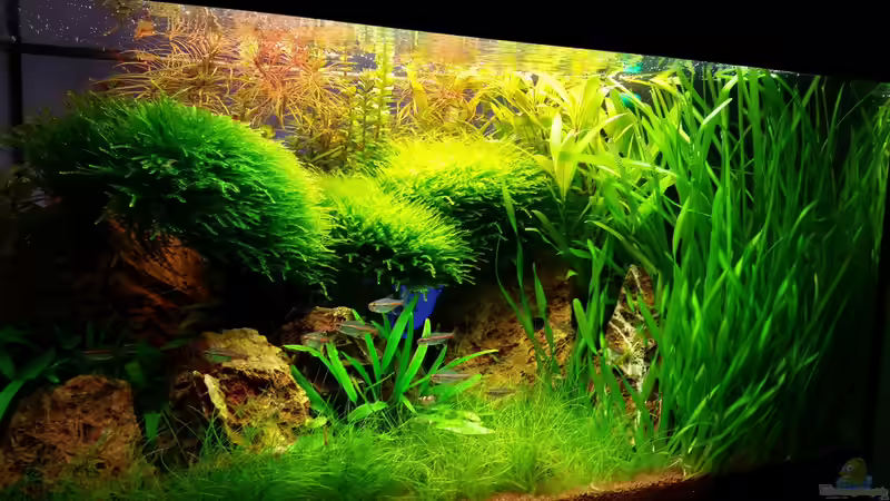 Aquarium little green hell von Aquasteve (10)