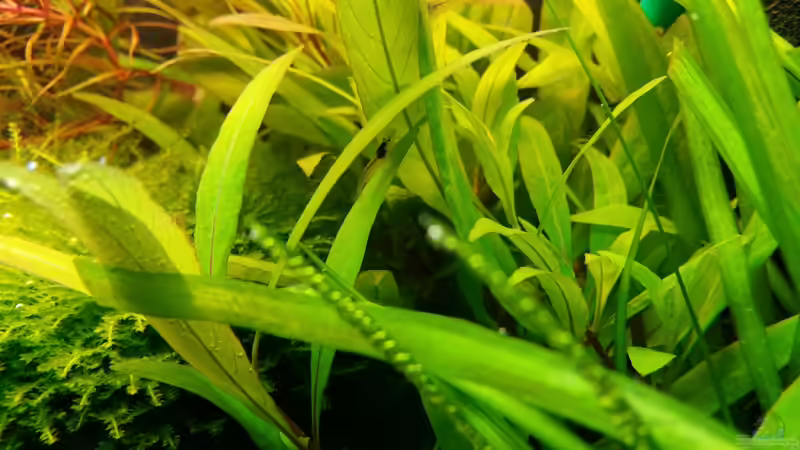 Aquarium little green hell von Aquasteve (11)