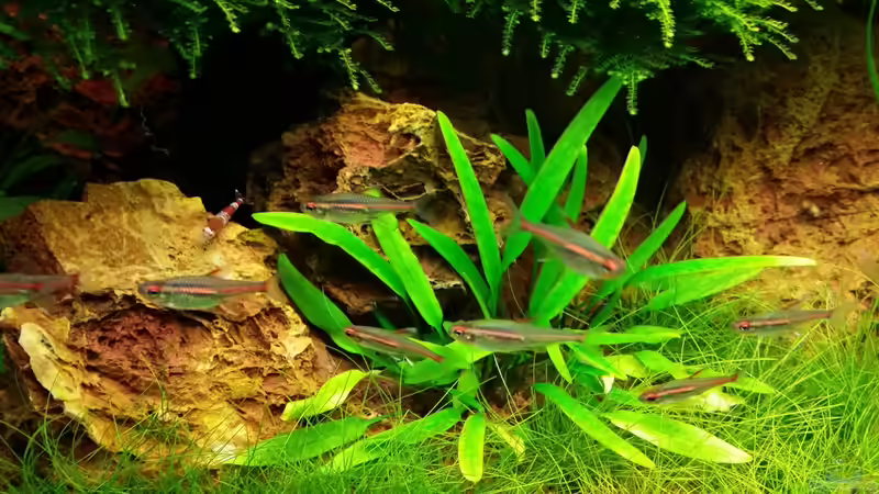 Aquarium little green hell von Aquasteve (12)