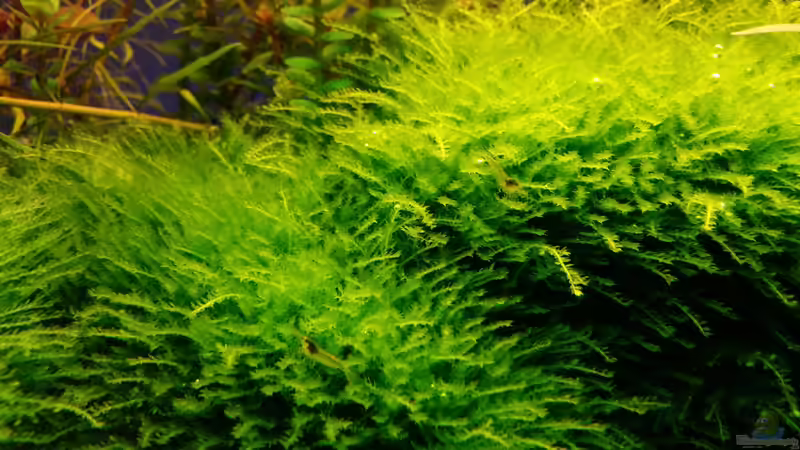 Aquarium little green hell von Aquasteve (15)