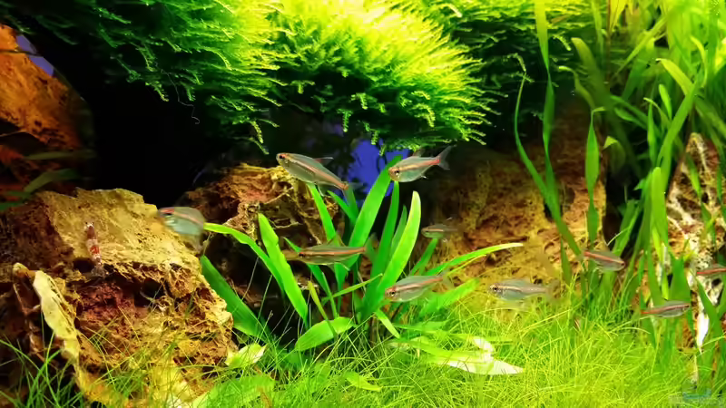 Aquarium little green hell von Aquasteve (16)