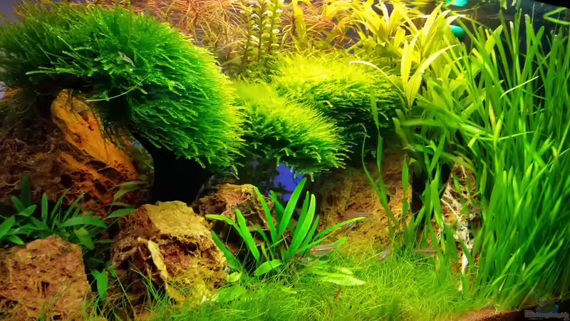Aquarium little green hell von Aquasteve (5)