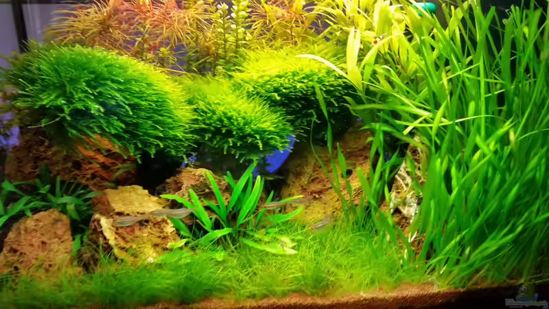 Aquarium little green hell von Aquasteve (6)