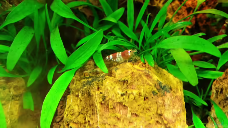 Aquarium little green hell von Aquasteve (9)