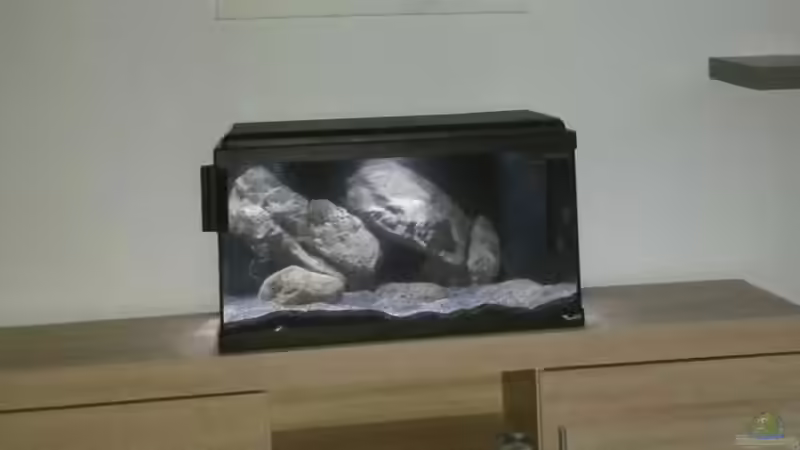 Aquarium Little Lake Tanganjika von Rinsu (5)