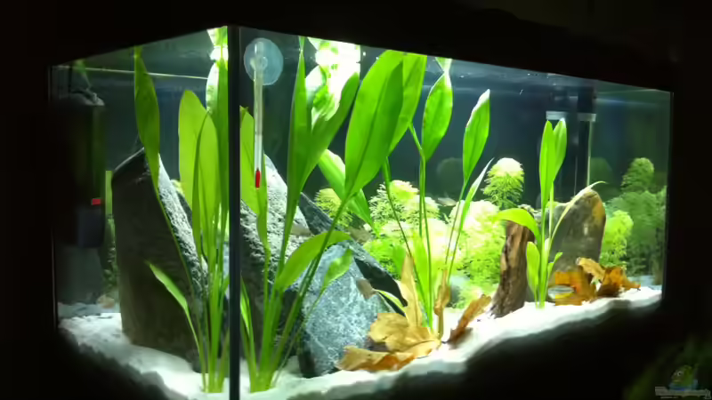 Aquarium Little_S-America von Found_Nemo (2)